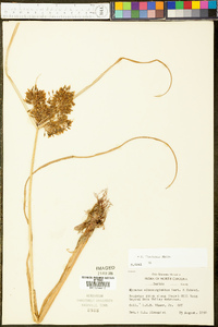 Cyperus flavicomus image