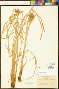 Cyperus flavicomus image