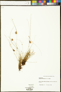 Cyperus floridanus image