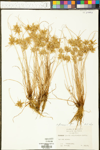 Cyperus flavescens image