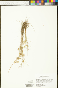 Cyperus flavescens image