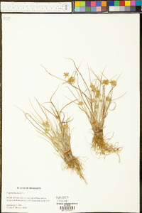 Cyperus flavescens image