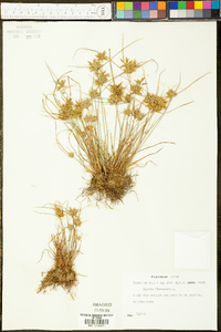 Cyperus flavescens image