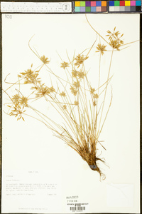 Cyperus flavescens image