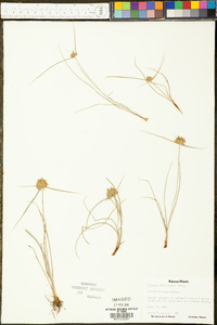 Cyperus filiculmis image