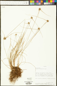 Cyperus filiculmis image