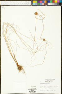 Cyperus filiculmis image