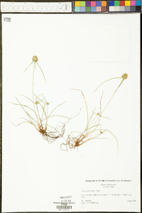 Cyperus filiculmis image