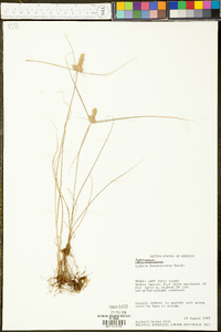 Cyperus fendlerianus image