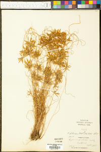 Cyperus filicinus image