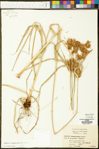 Cyperus lancastriensis image