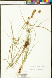 Cyperus lancastriensis image