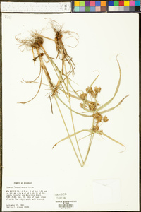 Cyperus lancastriensis image