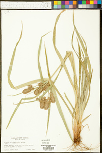 Cyperus lancastriensis image