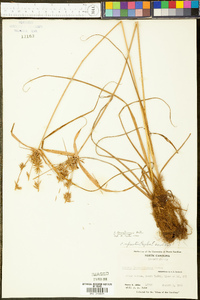 Cyperus lancastriensis image