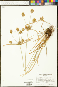 Cyperus lancastriensis image