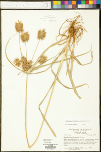 Cyperus lancastriensis image