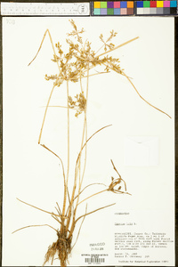 Cyperus iria image