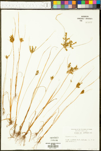 Cyperus iria image