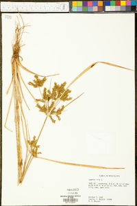 Cyperus iria image