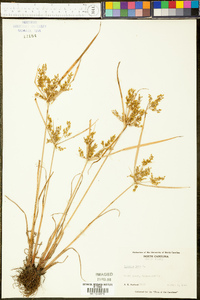 Cyperus iria image