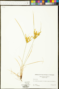 Cyperus iria image