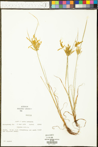 Cyperus iria image