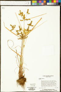 Cyperus iria image