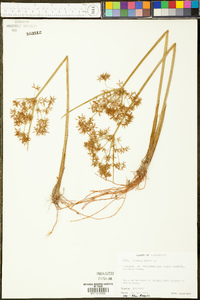 Cyperus haspan image