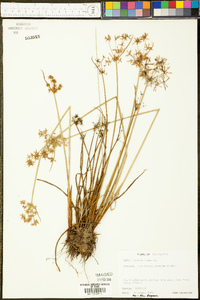 Cyperus haspan image