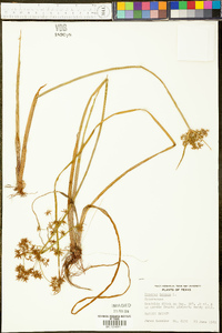 Cyperus haspan image