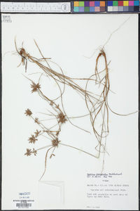 Cyperus grayoides image