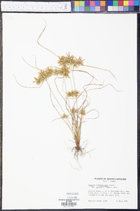 Cyperus polystachyos image