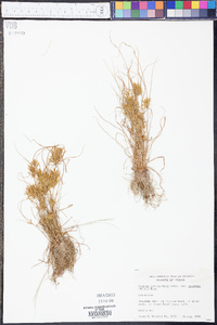 Cyperus polystachyos var. texensis image