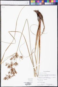 Cyperus setigerus image