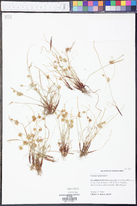 Cyperus squarrosus image