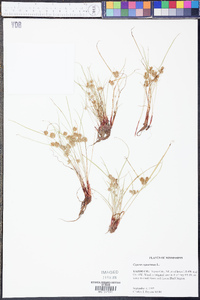 Cyperus squarrosus image