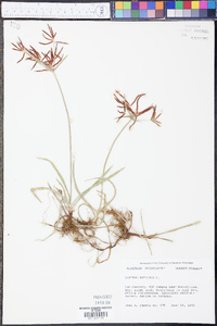 Cyperus rotundus image