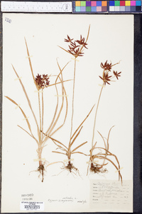 Cyperus rotundus image