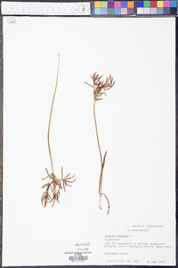 Cyperus rotundus image