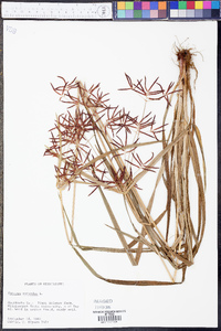 Cyperus rotundus image