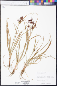 Cyperus rotundus image