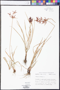 Cyperus rotundus image