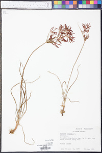 Cyperus rotundus image