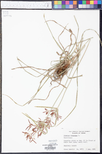 Cyperus rotundus image