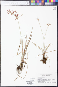 Cyperus rotundus image