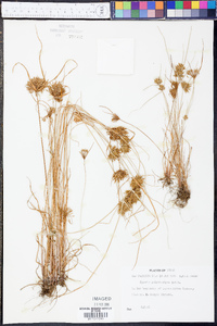 Cyperus polystachyos image