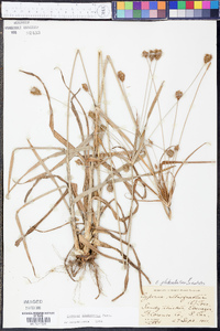 Cyperus plukenetii image