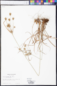 Cyperus plukenetii image