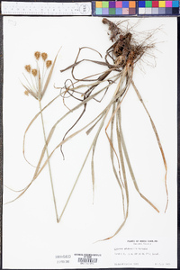 Cyperus plukenetii image